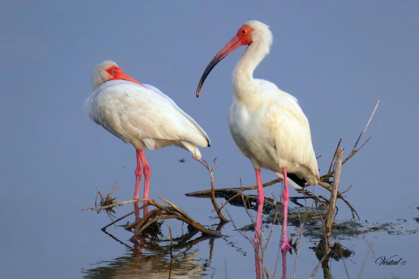 White Ibis Courtship (3x2 ratio)